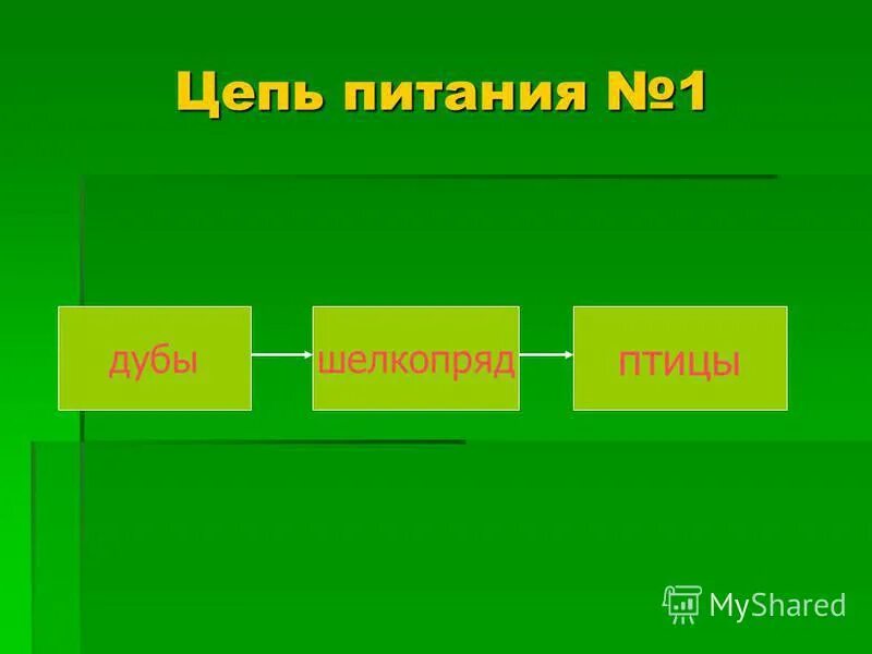 Цепь питания шелкопряд. Цепь питания шелкопряд