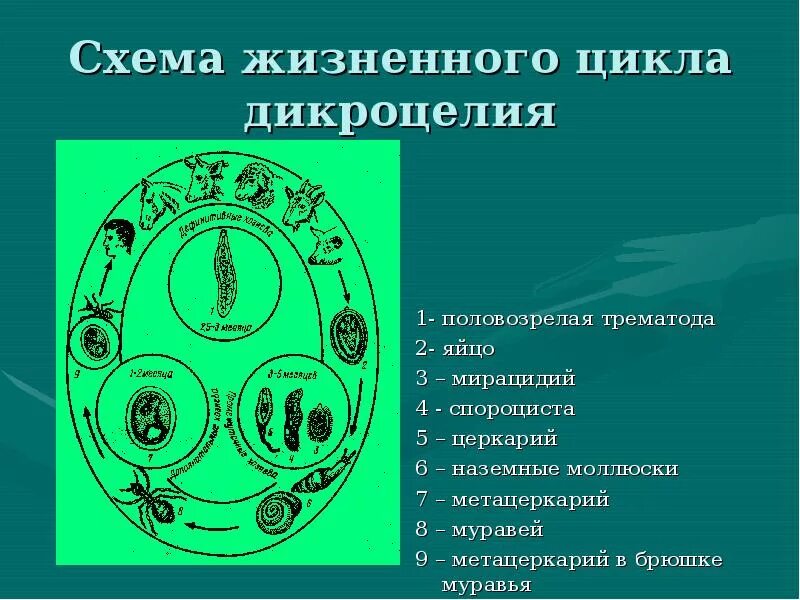 Церкария стадия жизненного цикла