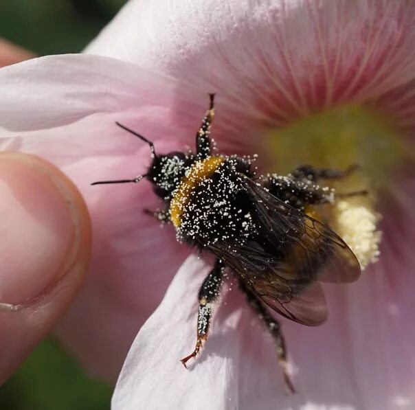 Шмель блохи. Блоха прыгает. Пчелы личинками варроатоз. Клещи на пчелах и шмелях. Паразиты на шмеле.