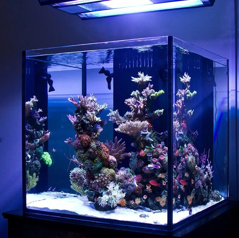 Аквариум aquarium. Морской аквариум Nano Reef. Нано риф аквариум. Нано куб морской риф. Аквариум нано риф Китай.