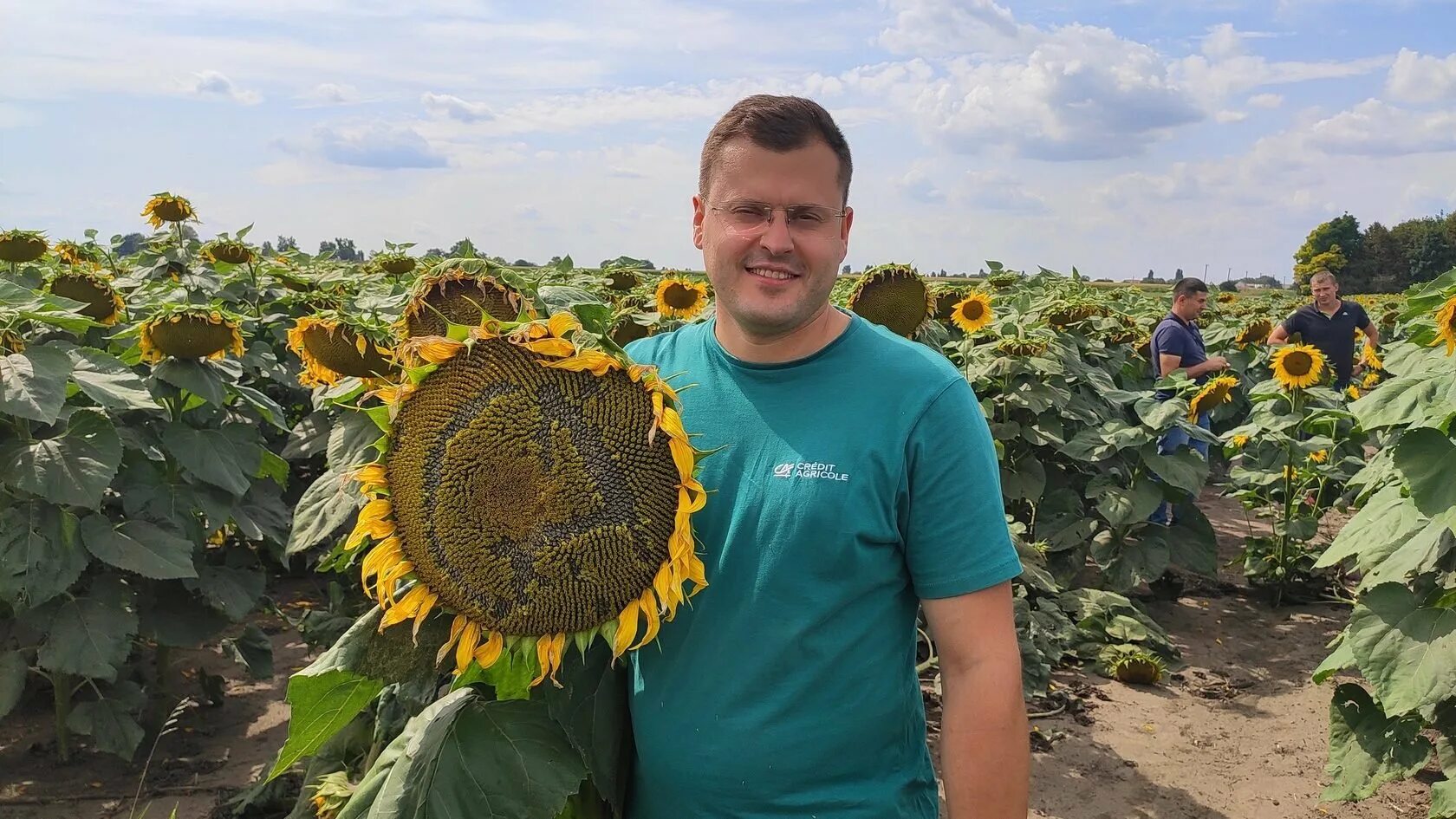 Нсх 6009 гибрид подсолнечника. Продукция из семян подсолнечника. Масло подсолнечника. Мука из семян подсолнечника. Ес янис гибрид подсолнечника.