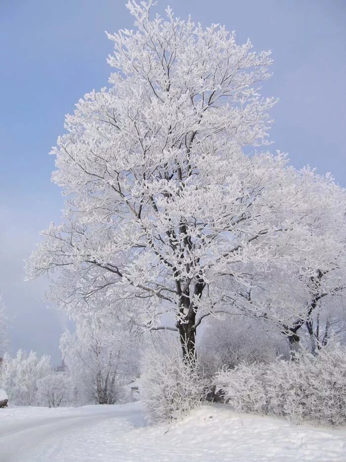 Просто зима фото. Фото жатая зимой. Просто зимние фото. Фотограф влад соколовский зима. Просто зима.