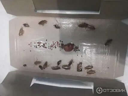 Ловушка от тараканов тайга отзывы