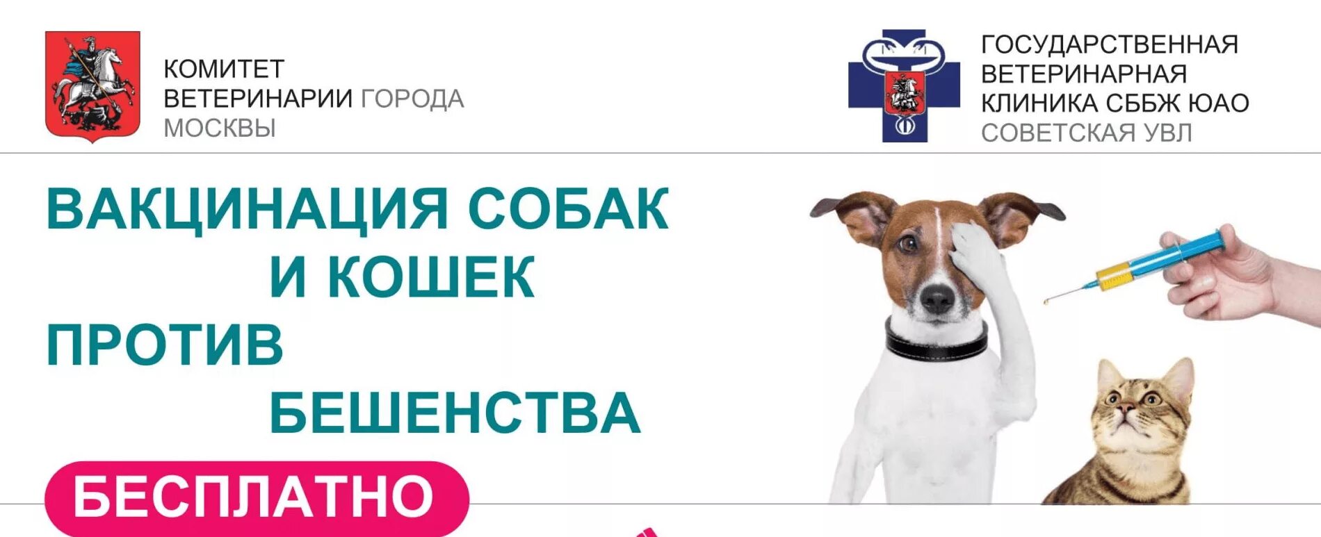 Вакцинация собак и кошек. Вакцинация против бешенства животных. Вакцинация собак от бешенства. Вакцинация собак и кошек против бешенства. Бесплатная вакцинация кошек в москве 2024