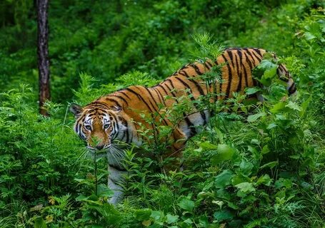 Уссурийский тигр во всей красе. ретуита...