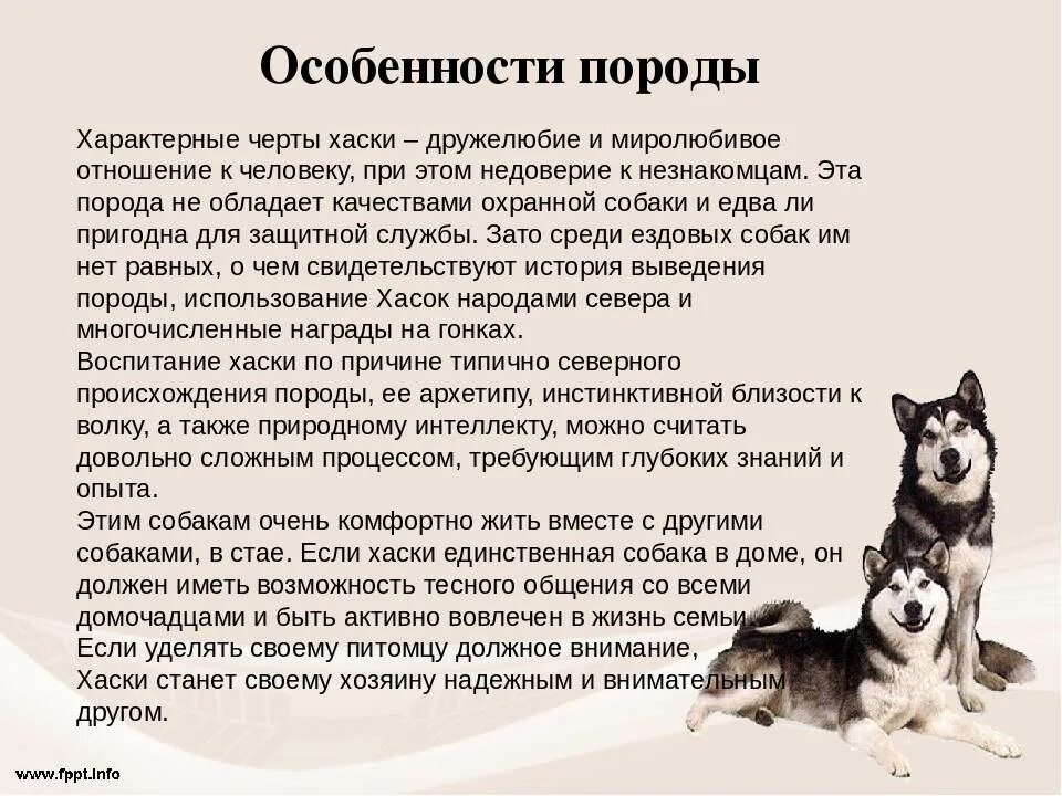 Как правильно воспитывать собаку. Хаски собака описание. Хаски собака характеристика породы. Сообщение о породе собак хаски. Сибирский хаски породы собак характеристика и описание.