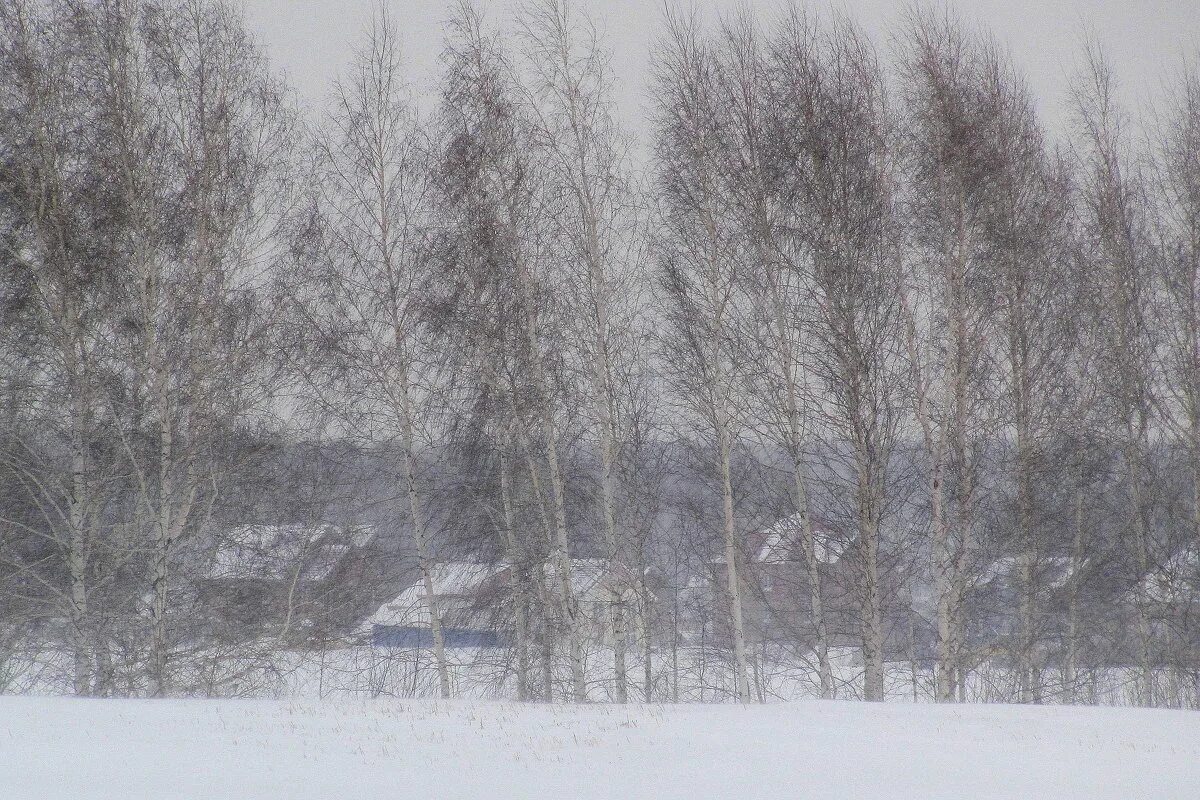 Впр после ночной вьюги лес. Вьюга в деревне. Метель в деревне. Снежная буря в деревне. Вьюжный день.