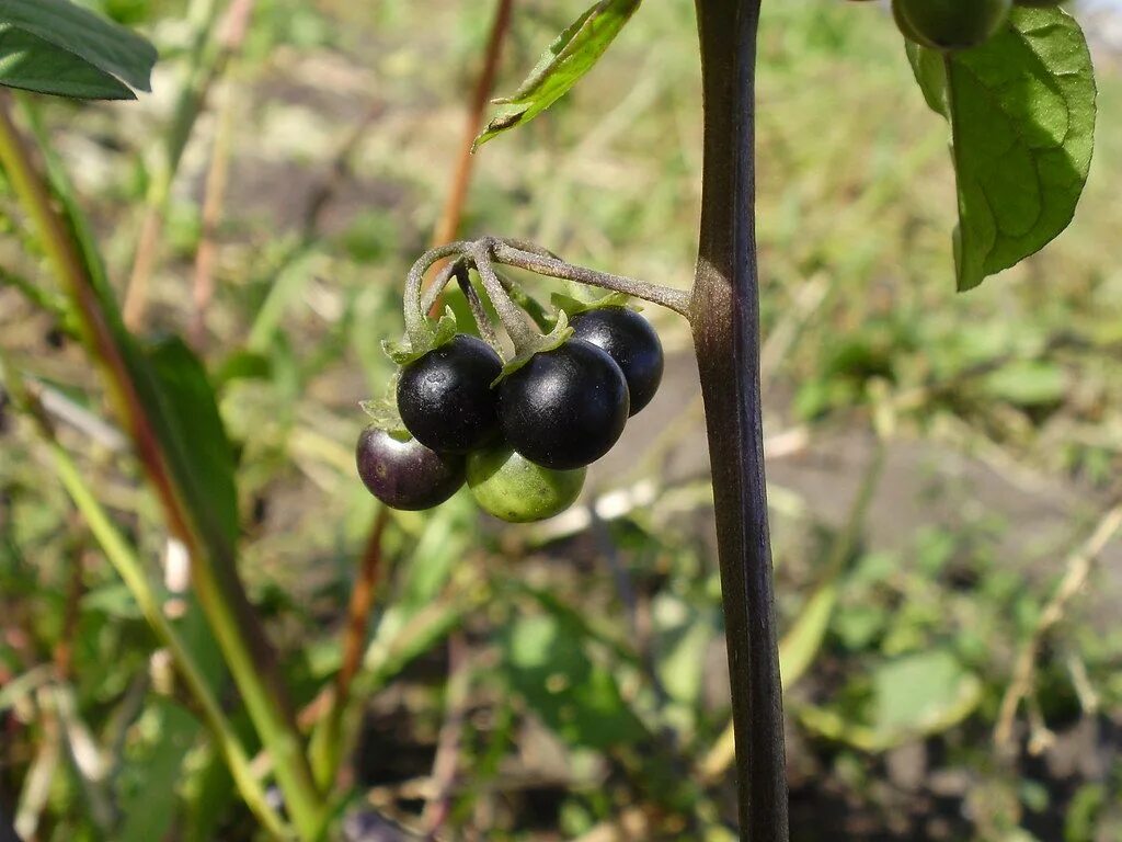 Паслен черный род. Паслён чёрный. Паслён чёрный съедобный. Паслен черный ядовитое растение. Паслен ягода.