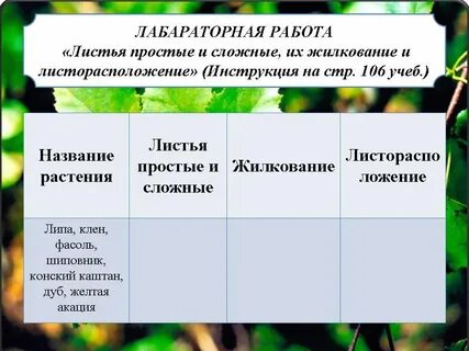 Название растения листья простые или сложные жилкование