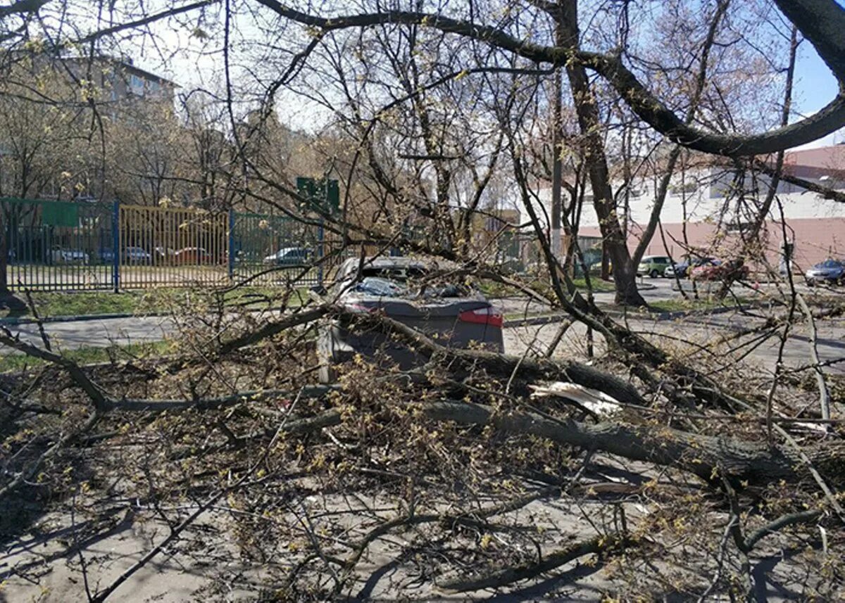 Ветер в москве деревья. Поваленные деревья в Москве. Штормовой ветер в городе. Упавшее дерево в городе. Штормовой ветер в Москве.