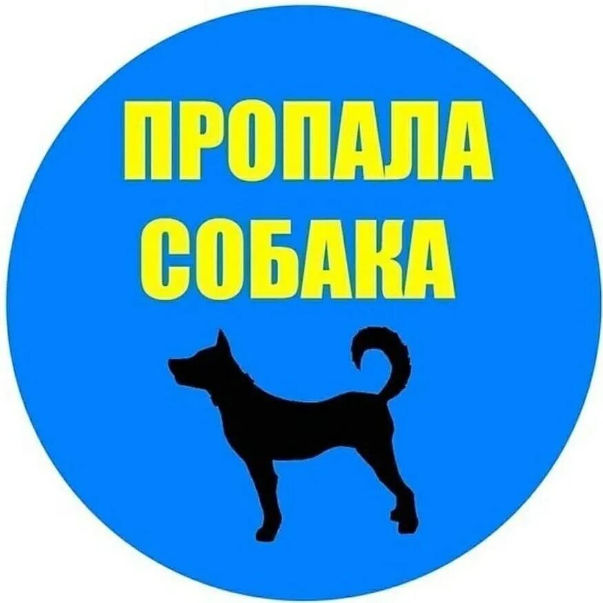 Объявление о пропаже собаки. Потерялась собака картинка. Потеряшки архангельск документы. Пропала собака. Объявление о пропаже собаки.