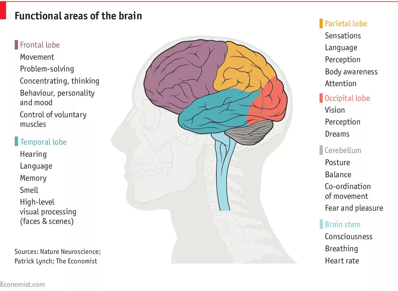 Functional Brain areas. Мозговые импланты.