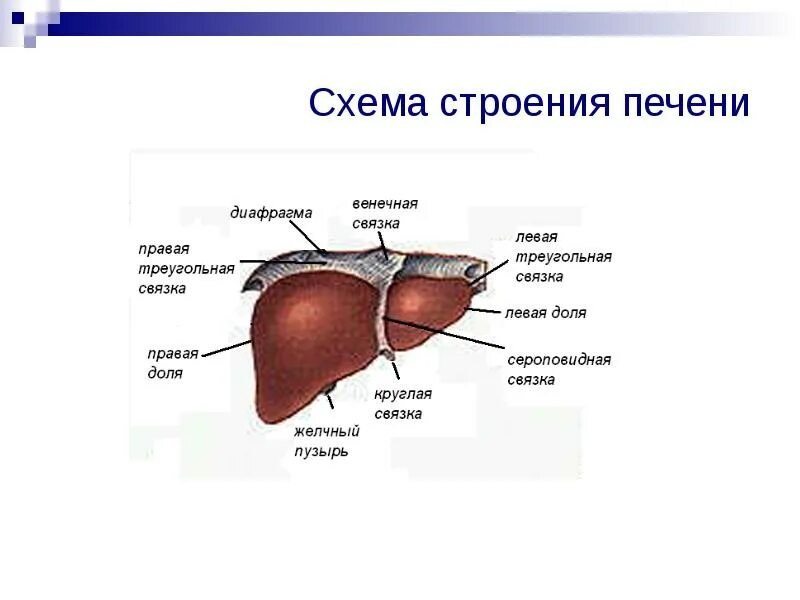 Печень человека фото строение
