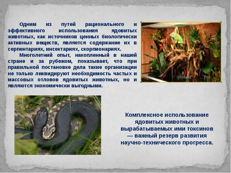 Доклад о ядовитых животных 4 класс. Ядовитые животные россии. рассказ о ядовитых животных в россии 4 класс. охрана ядовитых животных.
