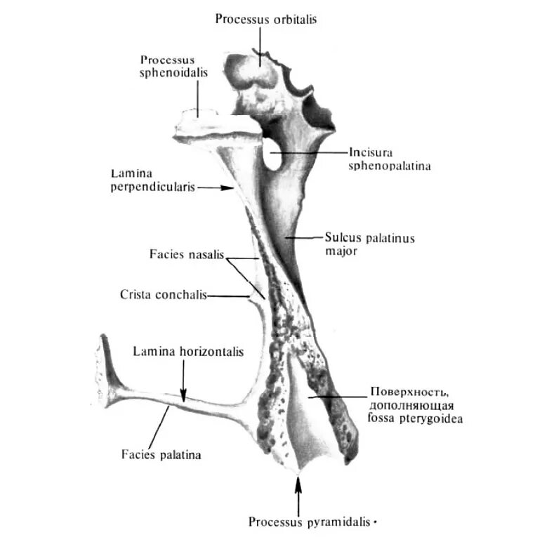 Небная кость на латыни. Небная кость в черепе строение. Небная кость строение анатомия. Небная кость строение анатомия. Небная кость анатомия.
