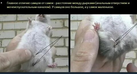 Как отличить самку хомяка от самца