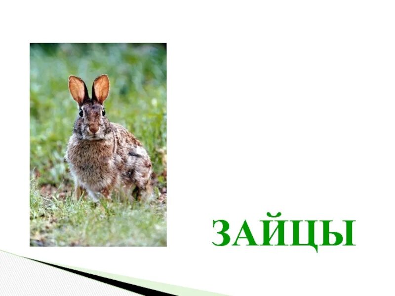 Заяц класс. Заяц для презентации. презентация на тему заяц. презентации по теме зайцы. заяц 1 класс.
