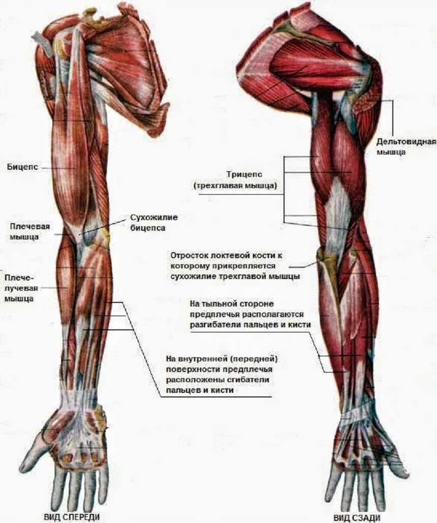 Мышцы верхней конечности анатомия строение. Мышцы верхней конечности анатомия вид спереди. Мышцы руки сгибатели анатомия. Анатомия сухожилия двуглавой мышцы.