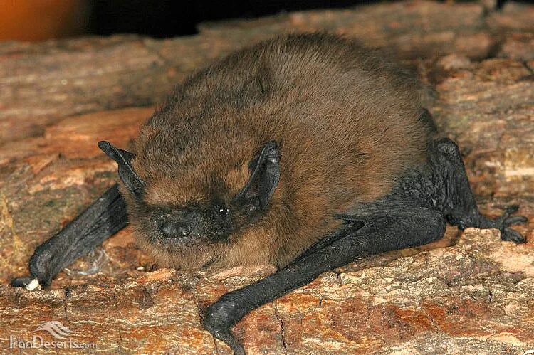 Лесной нетопырь. Нетопырь Натузиуса. Нетопырь-карлик pipistrellus pipistrellus. Нетопырь Пигмей. Летучая мышь нетопырь карлик.