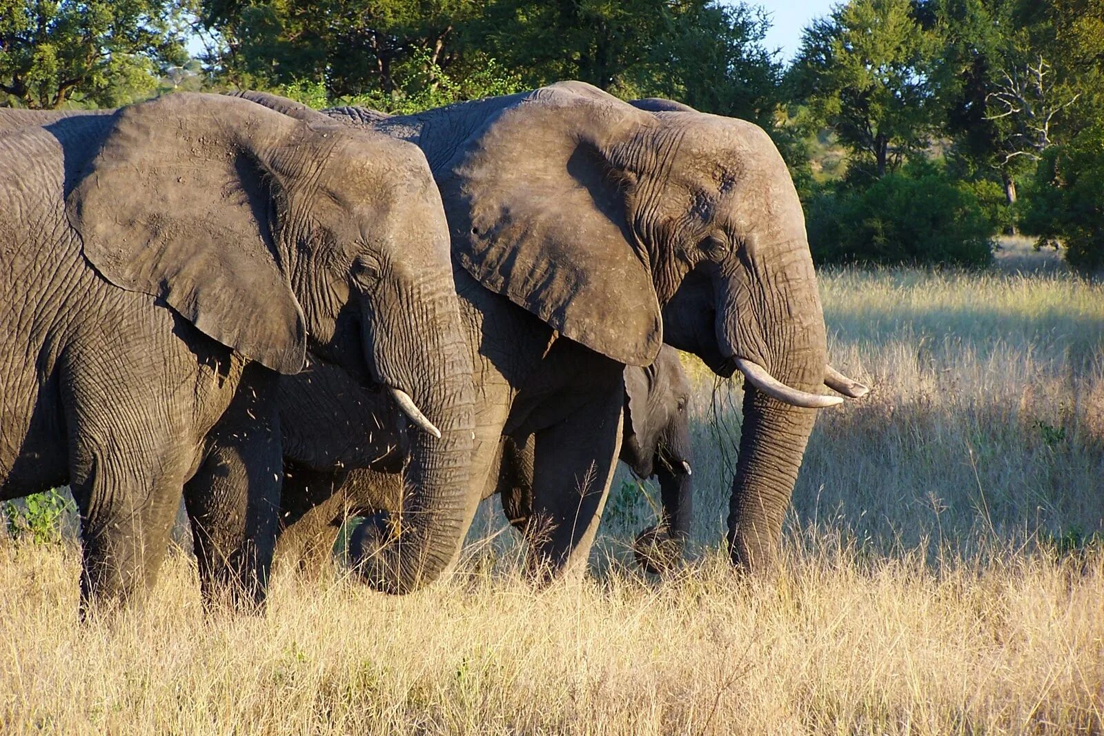 Эддо. Elephants Truncks. Fun fact about Elephant. Elephants about. Elephants time