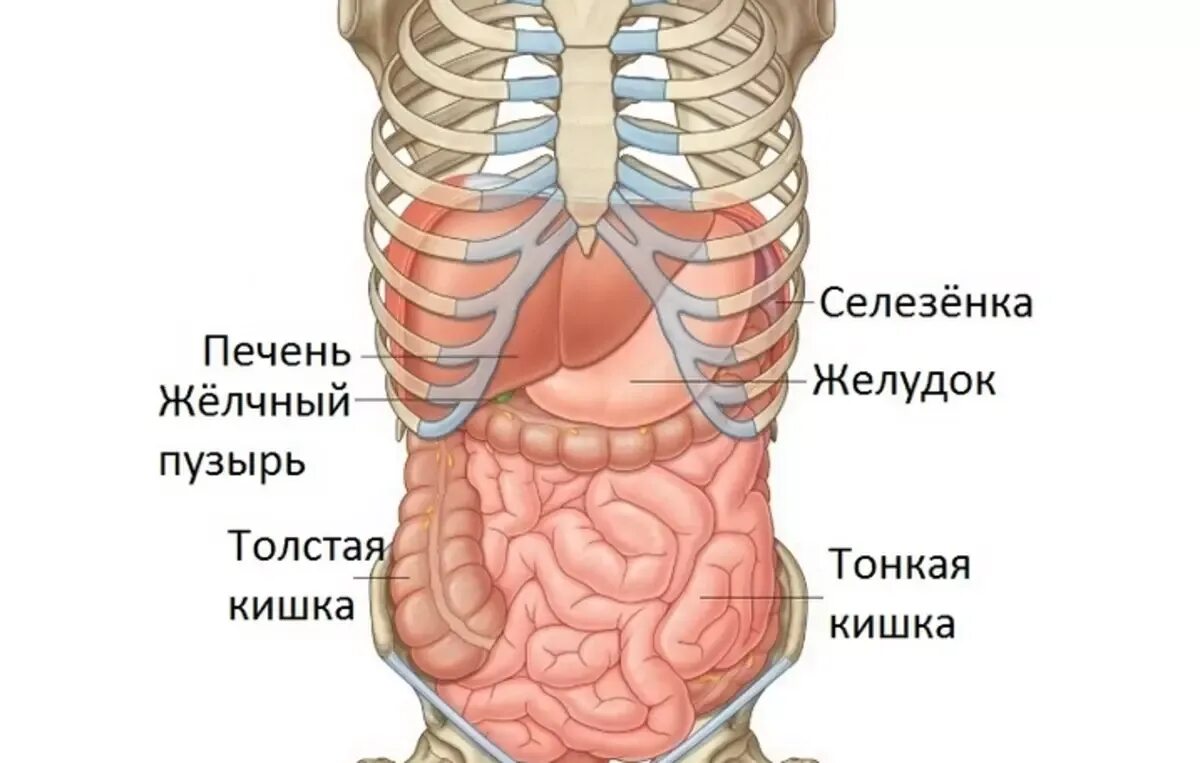 Органы под ребрами спереди. Органы с левой стороны под ребрами спереди у человека. Что находится снизу под ребрами. Орган справа под ребрами спереди.