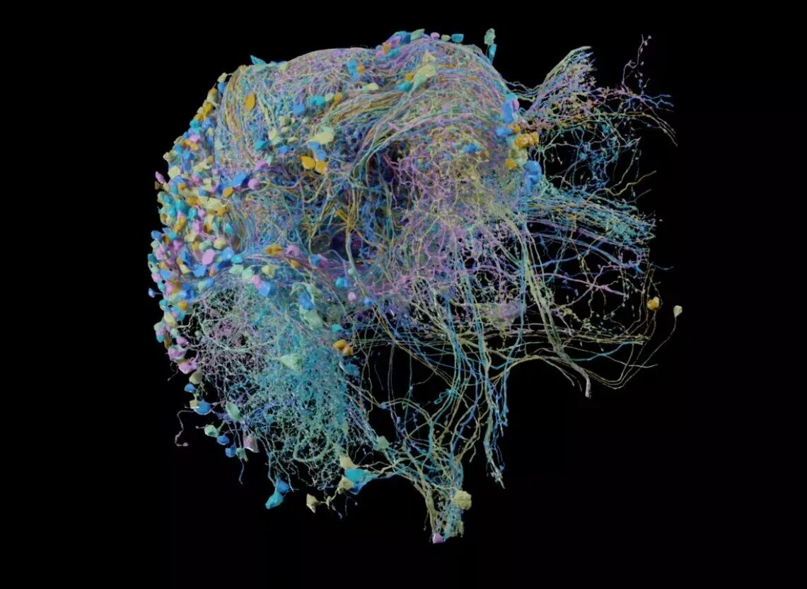 Нейроны мозга. Нейронная сеть мозга. Мозг нейросети. Нейронные связи в мозге.
