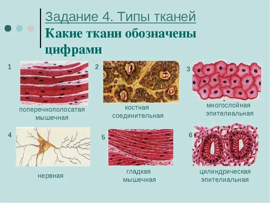 Строение живой ткани. Основные типы тканей анатомия. Ткани эпителиальная соединительная мышечная нервная. Соединительная ткань человека рисунок анатомия. Анатомия ткань человека это виды тканей.