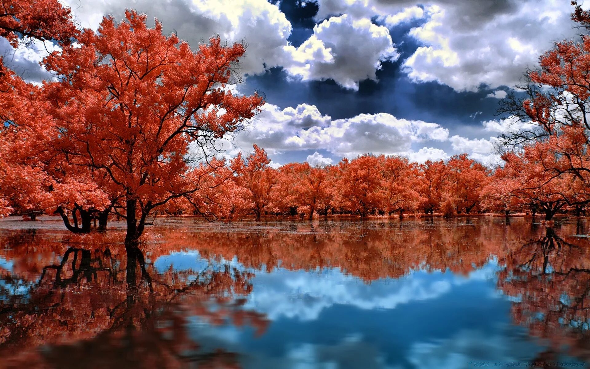 Дерево отражается в воде. Деревья отражаются в воде. Отражение деревьев в воде. Красная природа. Осень деревья вода.