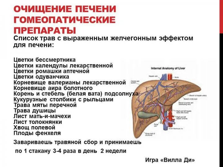 Может ли уменьшиться печень. Чем лечить печень. Печесчьмень чем лечить. При лечении печени. Очищение печени схема.