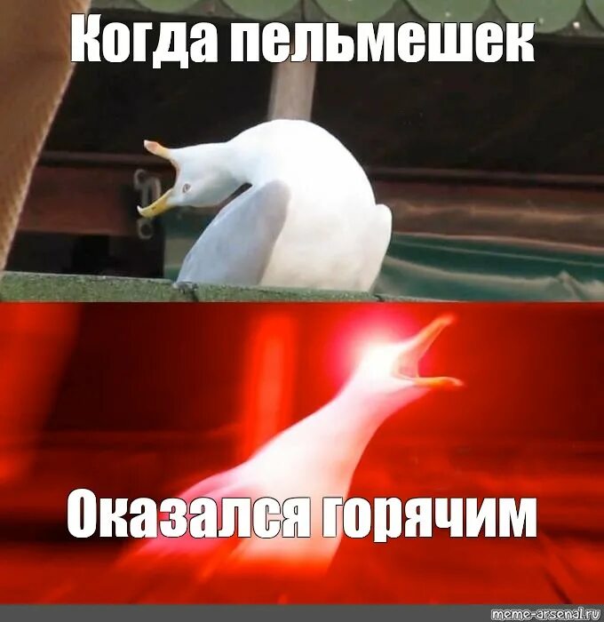 Мем вдох. Глубокий вздох. глубокий вдох мем. чайка мем. чайка смеется мем.