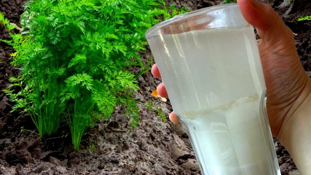 Внесение удобрений для моркови. Морковка подкормленная удобрениями. Технология подкормки моркови.