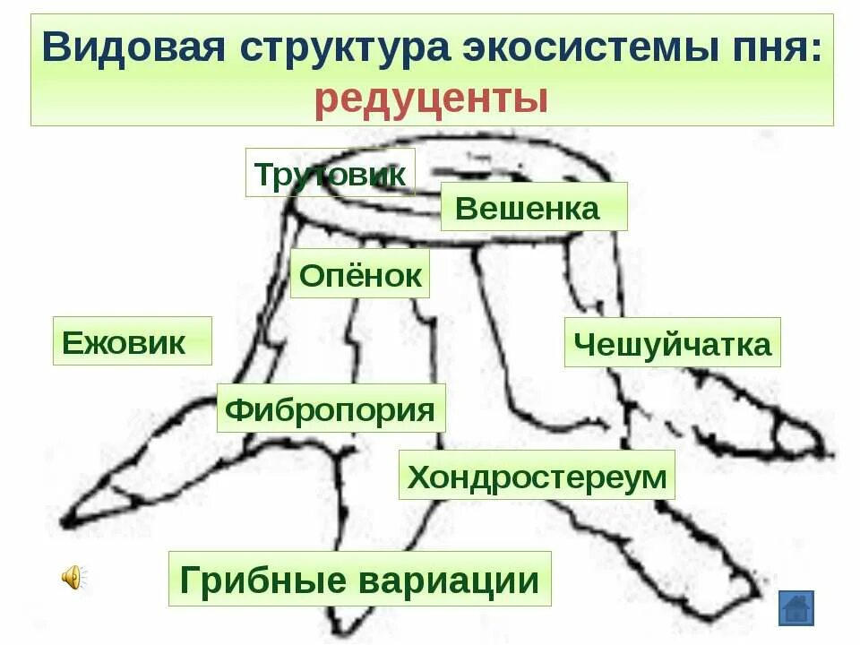 Экосистема видовой состав