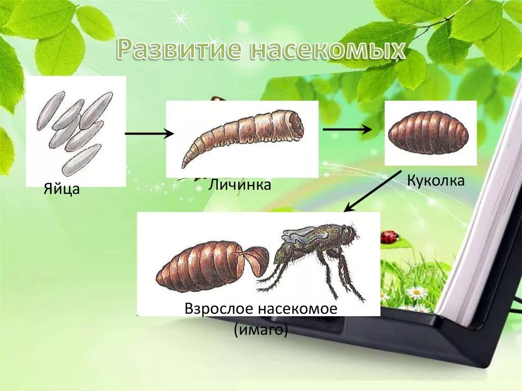Комар тип превращения