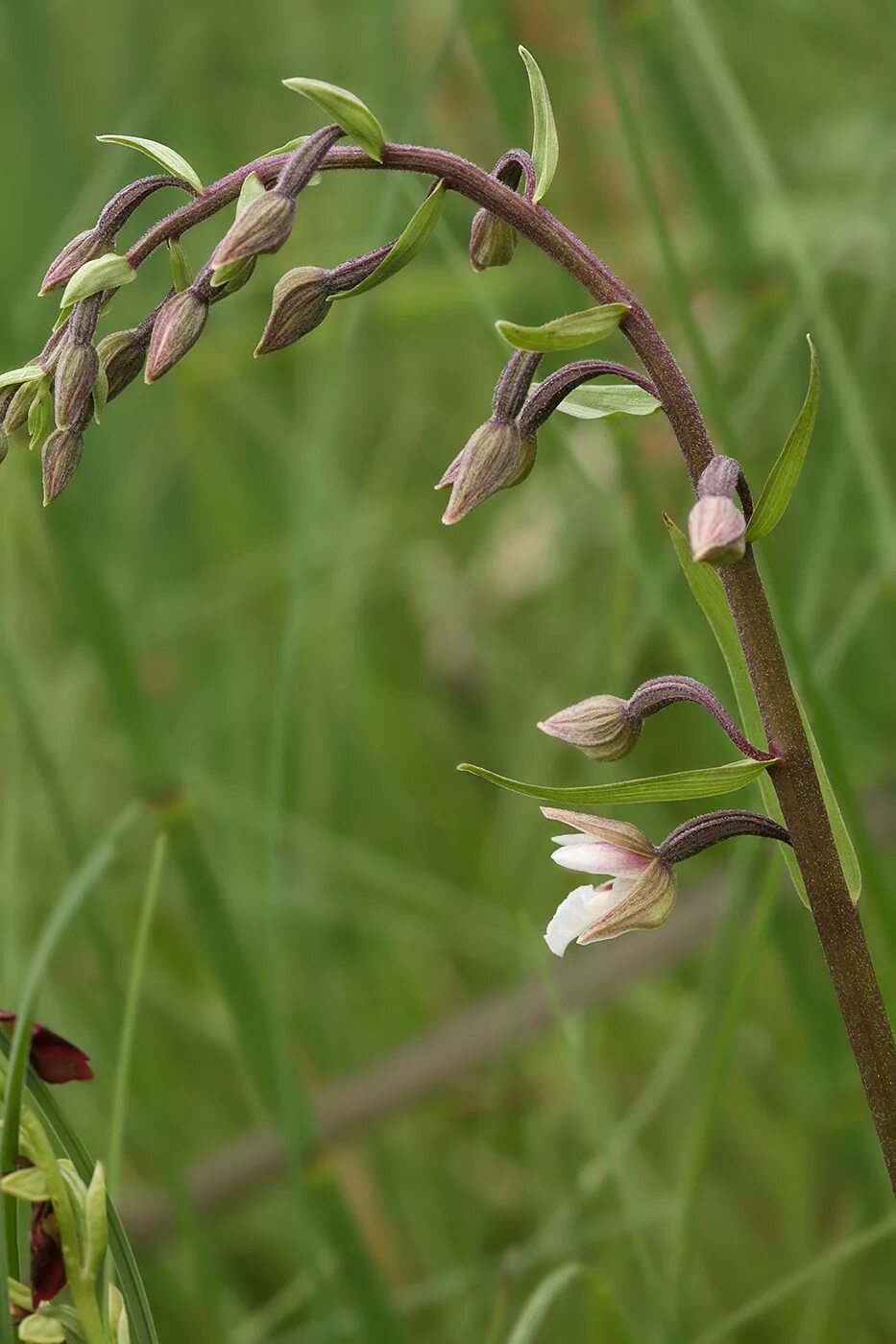 Дремлик болотный. Дремлик болотный (Epipactis palustris). Орхидея Дремлик болотный. Кукушкины слёзки растение. Дремлик болотный Плантариум.