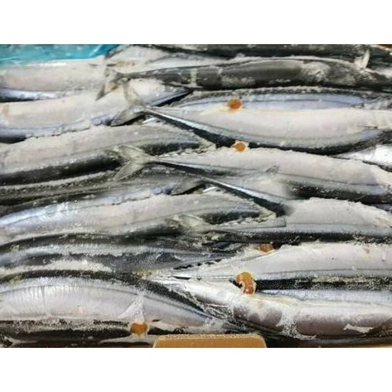 Сайра свежемороженая. Сайра живая. Сайра дальневосточная. Корюшка свежемороженая. Сайра.