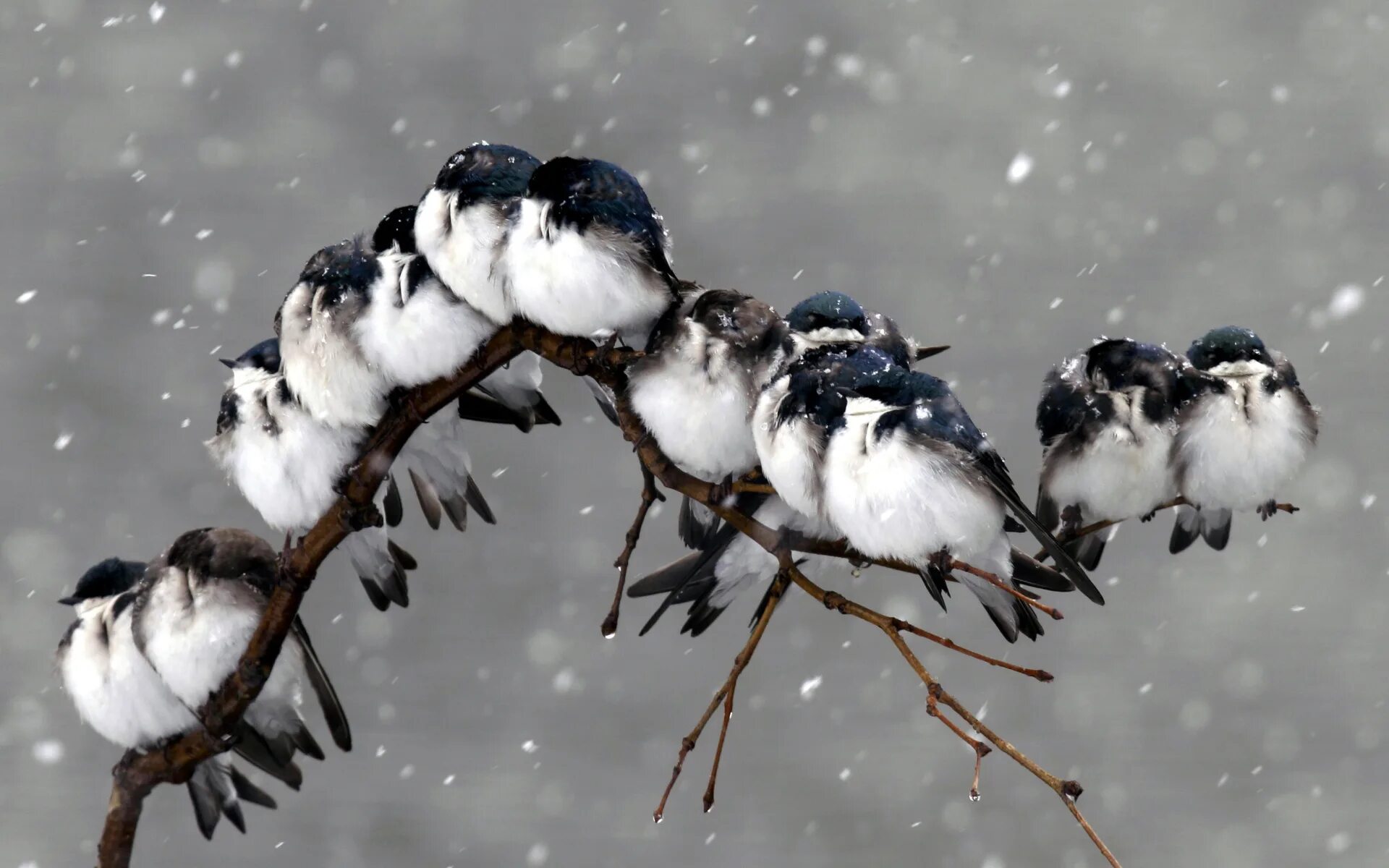 Зимние птицы. Птицы картинки. Птица на ветке. Птицы на снегу.