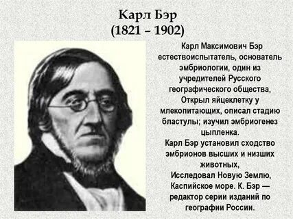 Бэр яйцеклетка