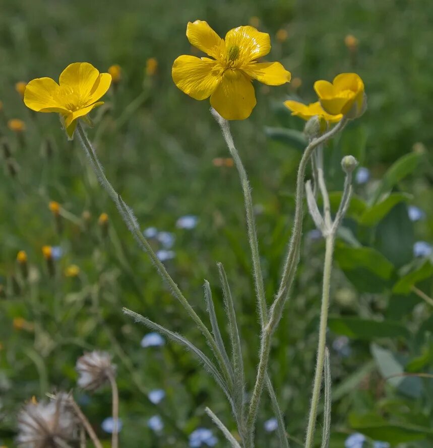 Ranunculus illyricus. Лютик Иллирийский. Лютик Северный. Лютик Степной.