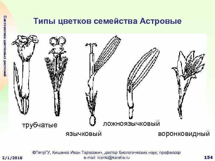 6 класс биология сложноцветных. Типы цветков семейства Астровые. Строение околоцветника Астровые. Семейство Астровые строение цветка. Тип цветка астровых.