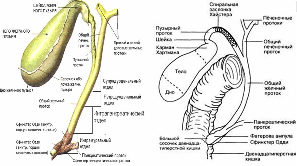 Желчный пузырь шейка тело. Желчный пузырь сфинктер Одди анатомия. Сфинктер Одди вирсунгов проток. Желчный пузырь и протоки анатомия. Строение печеночных протоков.