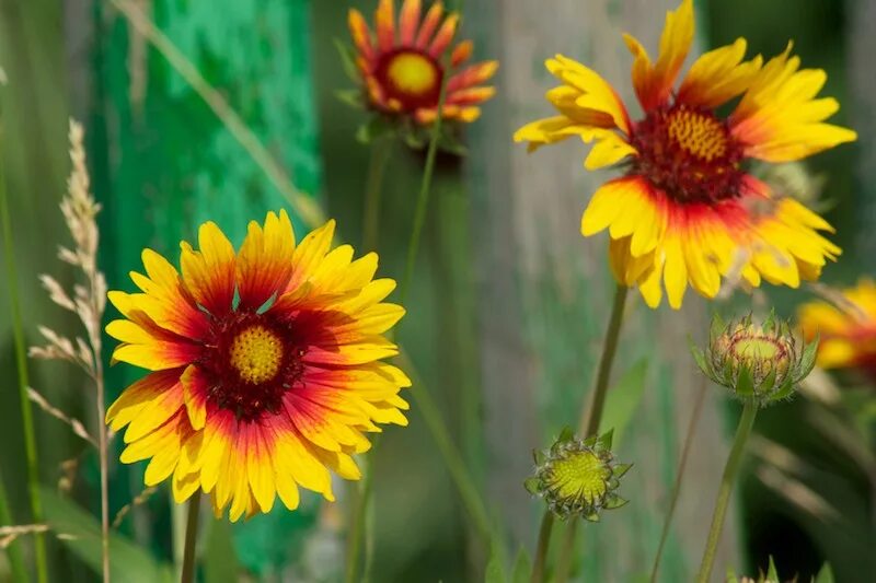 цветы красно желтые название. гайлардия. гайлардия многолетняя желтокрасная. цветы красно желтые название. гайлардия остистая.