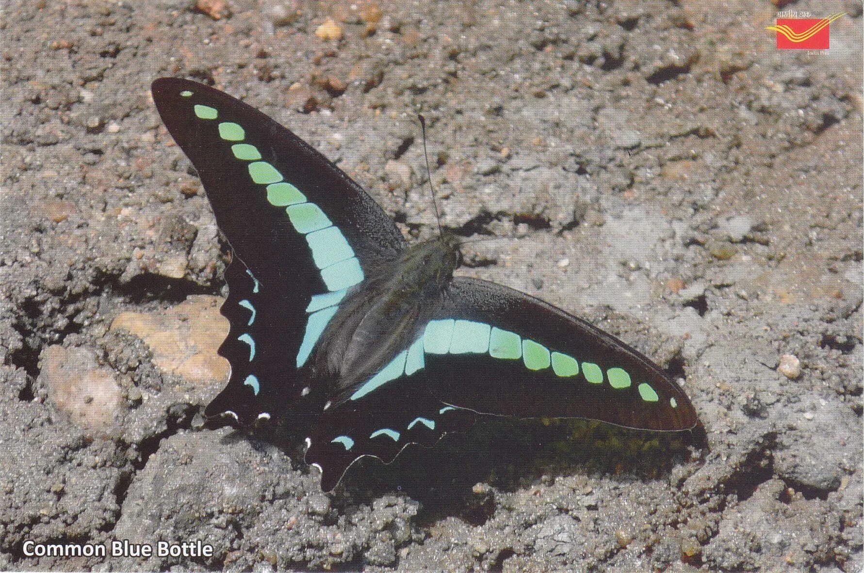 Butterfly does. Butterfly does
