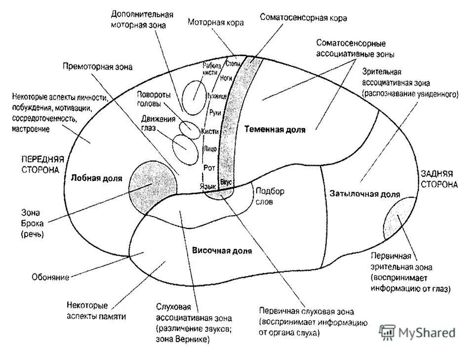 первичные проекционные зоны сенсорной коры. зоны коры полушарий головного мозга. проекционные зоны коры головного мозга двигательная. корковая проекция чувствительности и двигательной системы. кора головного мозга зоны коры головного мозга.