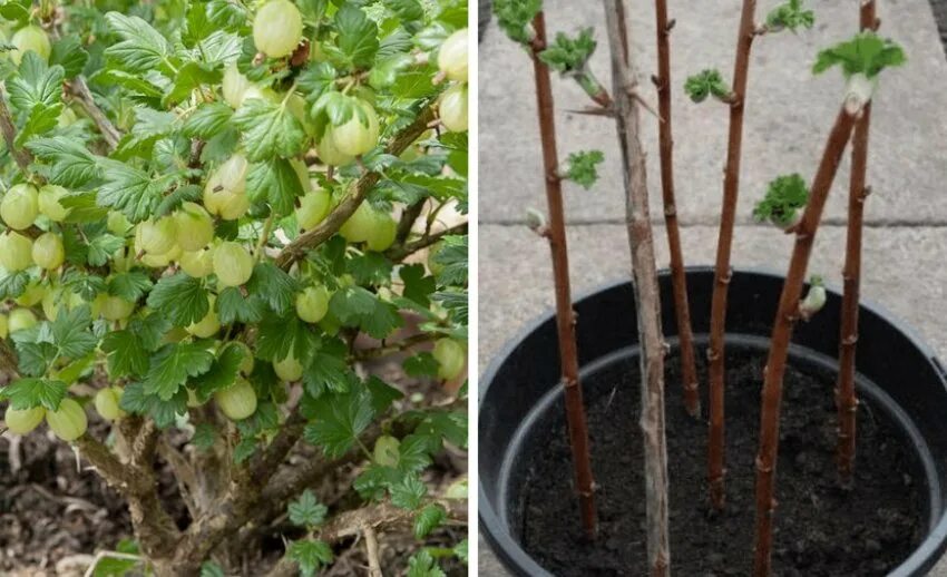 Как укоренить крыжовник. Отводками куста крыжовника. Укоренение черенков крыжовника весной. Барбарис тунберга размножение отводками. Черенки крыжовника одревесневшие.