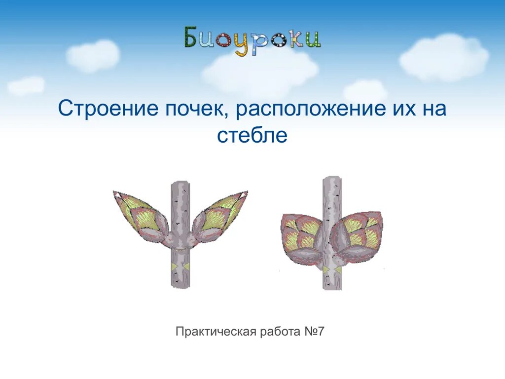 Лабораторная работа по биологии определение местоположения почек. Расположение почек на стебле. Строение и расположение почек на стебле. Расположение почек на стебле рисунок. Расположение почек на стебле рисунок 6 класс.