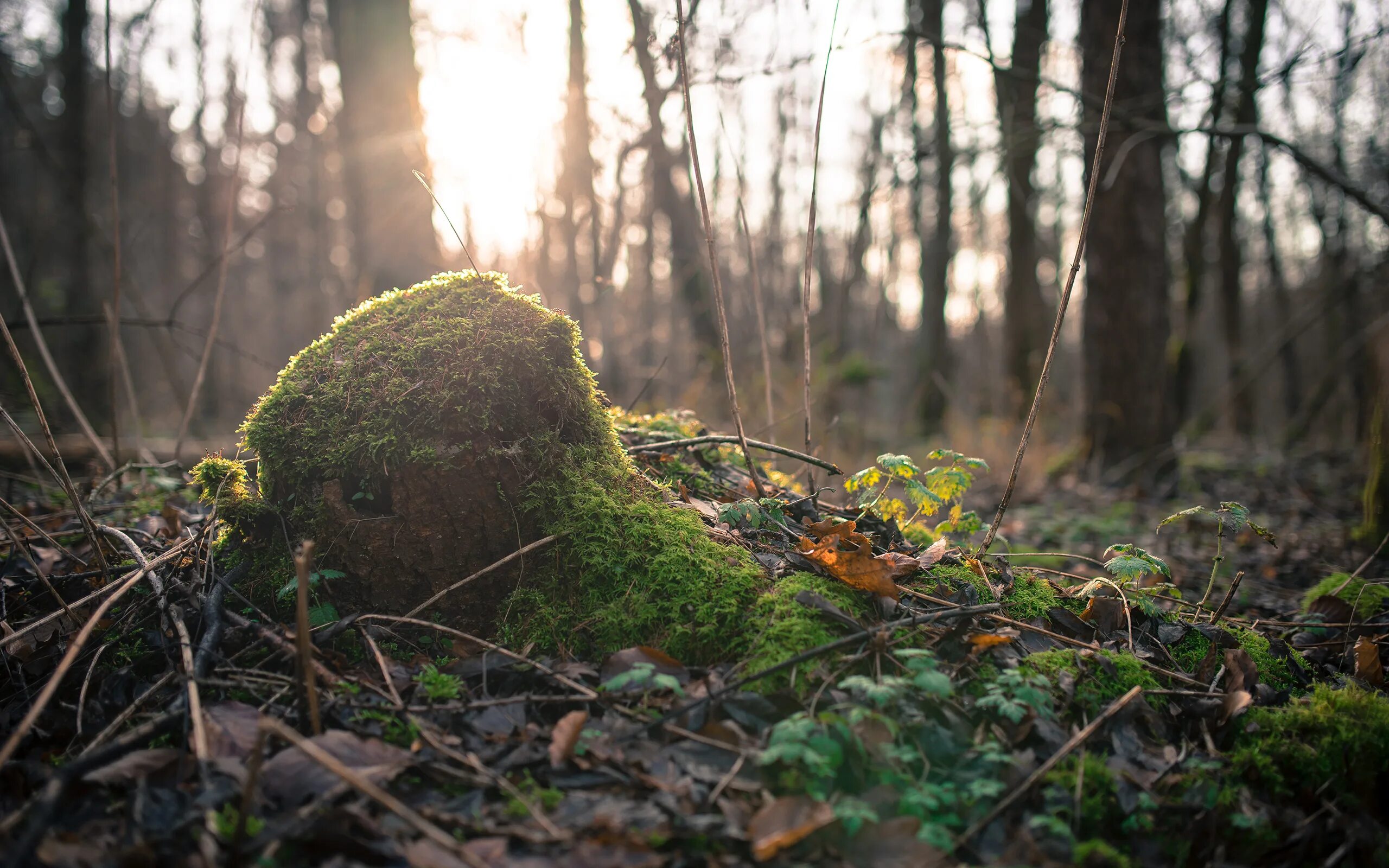 Forest grounded. Моховой лес. обои мховый лес. grounded лес. моховое свет.