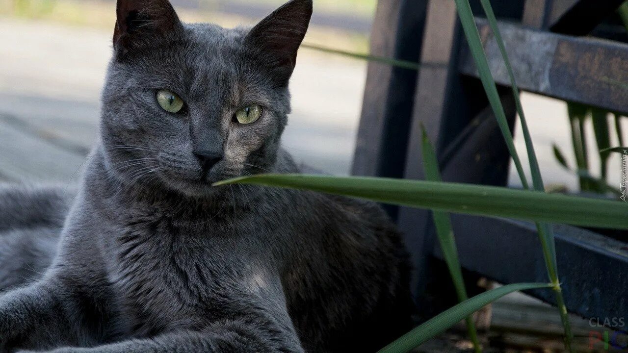 Сибирский голубая кошка короткошерстная. Русская голубая кошка короткошерстная серая. Сибирская голубая гладкошерстная. Нибелунг гладкошерстный. Черная кошка россия