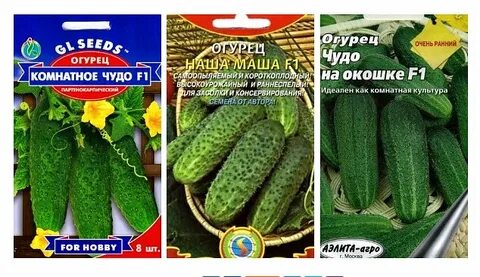 Комнатные сорта огурцов на подоконнике