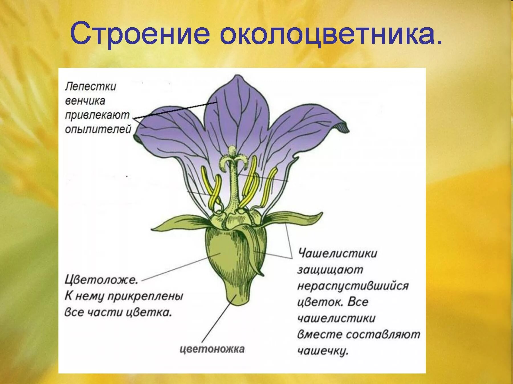 Строение части цветка околоцветник. Околоцветник фиалки. Строение цветка околоцветник. Чашечковидный и венчиковидный околоцветник. Обычно венчик окружен б состоящей из чашелистиков