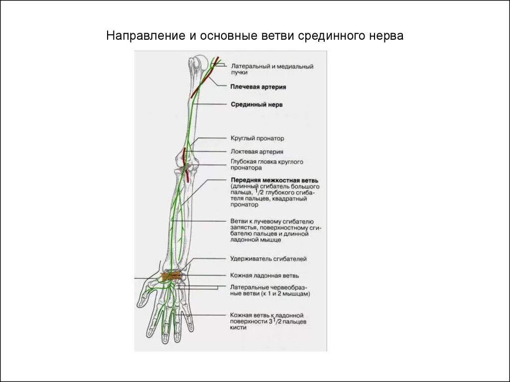 Срединный нерв топография схема. Область иннервации срединного нерва. Срединный нерв анатомия. Двигательная ветвь срединного нерва проекция.